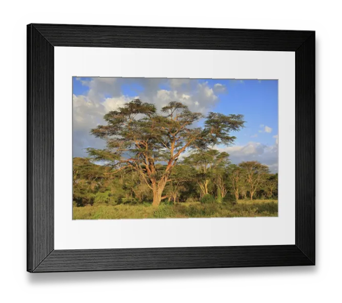 Framed Print : Feverfew acacia, yellowbark acacia (Vachellia xanthophloea)
