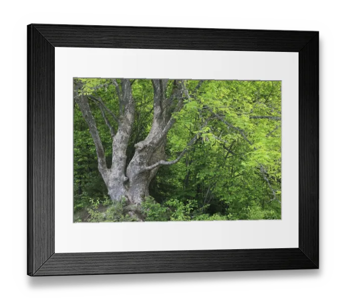 Framed Print : Maple (Acer), Upper Danube nature park Park Framed Print : Maple (Acer), Upper Danube nature park Park