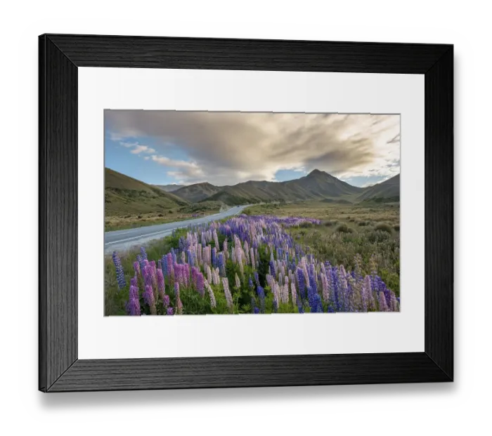 Framed Print : Variegated lupines (Lupinus polyphyllus) in mountain landscape Framed Print : Variegated lupines (Lupinus polyphyllus) in mountain landscape