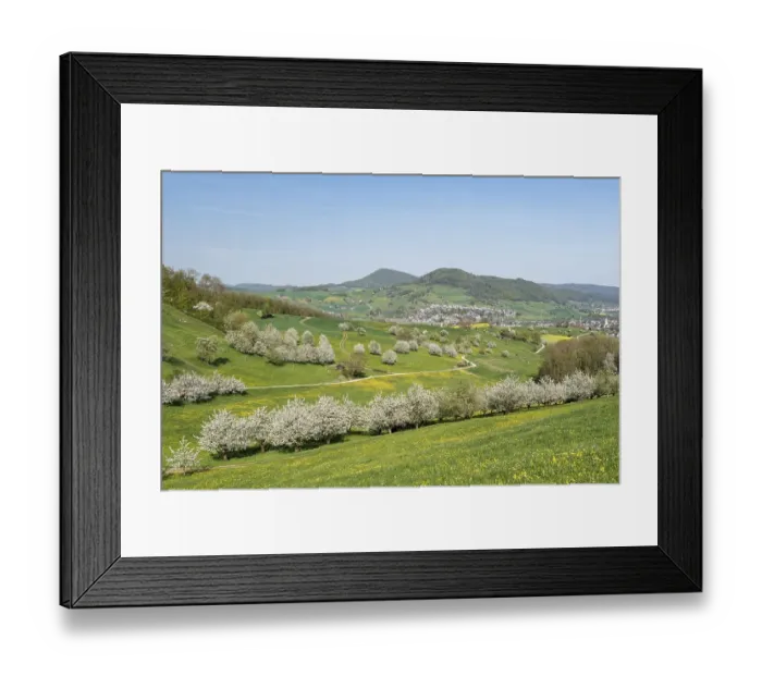 Framed Print : Landscape with blossoming cherry trees (Prunus avium) in meadow