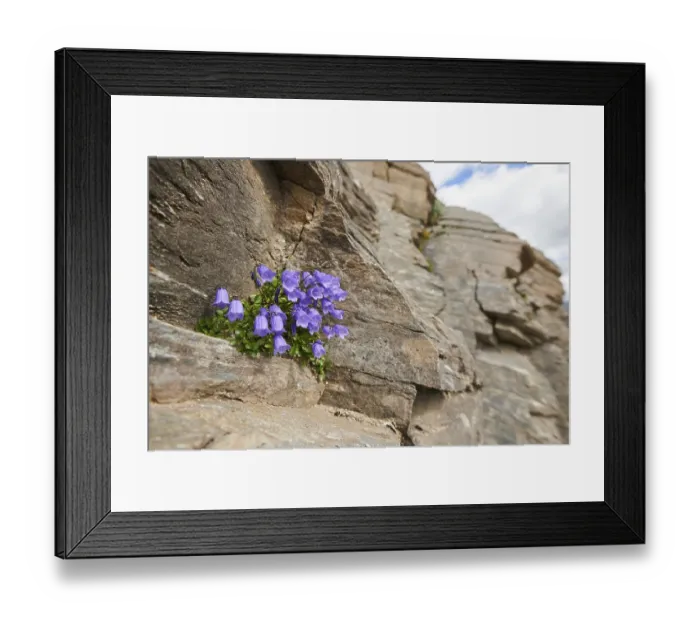 Framed Print : Earleaf bellflower (Campanula cochleariifolia) blooming in the mountains at Hochalpenstrasse