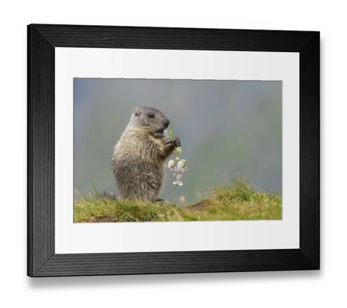 Framed Print : Young marmot (Marmota marmota) eating flower in the Alps