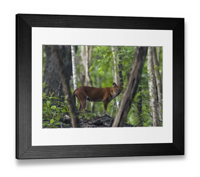 Framed Print : Dhole (Cuon alpinus), dhole in the forest