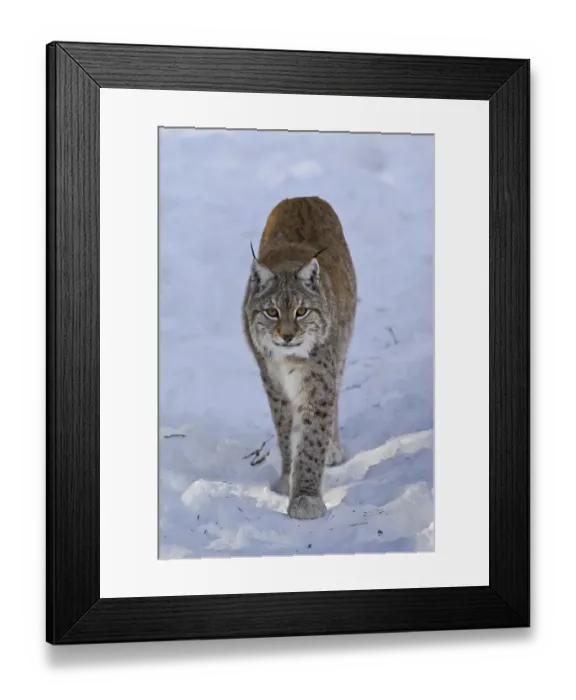 Framed Print : Eurasian lynx (Lynx lynx) walking in the snow in winter