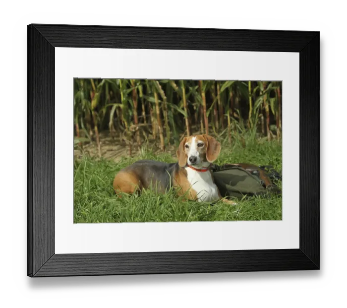 Framed Print : Hunting dog German Bracke, Allgaeu