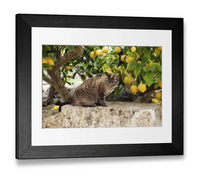 Framed Print : Tabby felidae (Felis catus) photographed from the side sitting on old wall under lemon tree observed surroundings