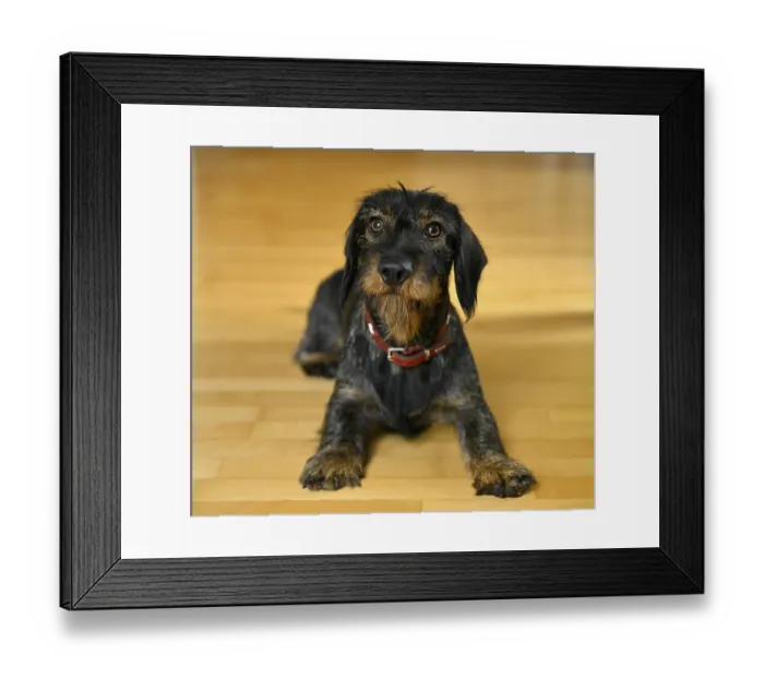 Framed Print : Rough-haired dachshund (Canis lupus familiaris) puppy Framed Print : Rough-haired dachshund (Canis lupus familiaris) puppy