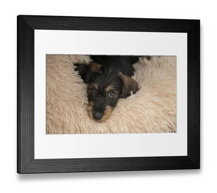Framed Print : Rough-haired dachshund, female