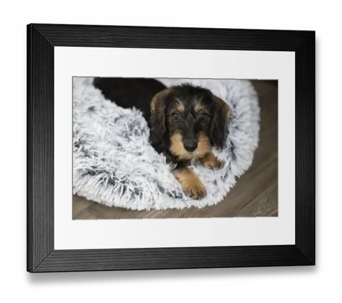 Framed Print : Rough-haired dachshund, female