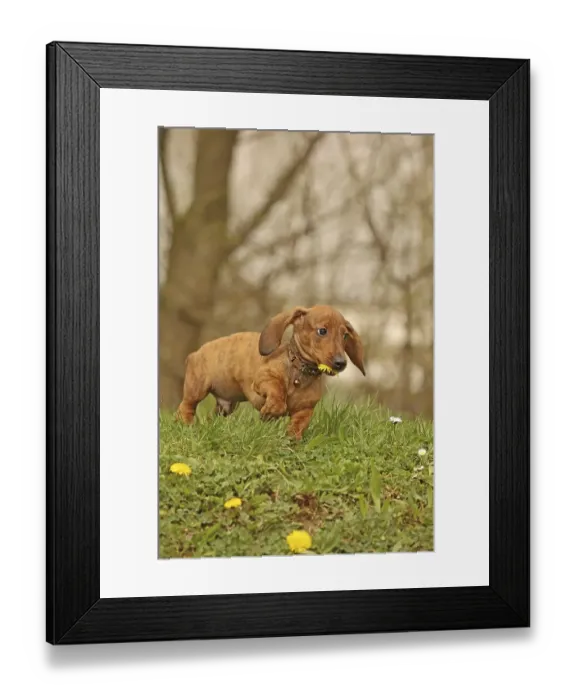 Framed Print : Dachshund, dachshund, young animal, 12 weeks old