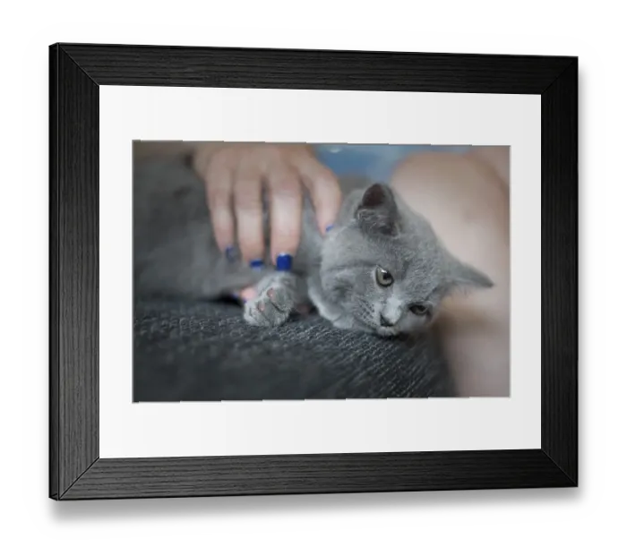 Framed Print : British Shorthair male, 11 weeks old