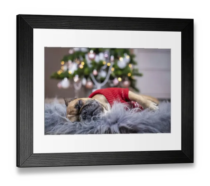 Framed Print : Cute tired French Bulldog dog wearing a red knitted Christmas sweater sleeping on cozy fur blanket in front of pink