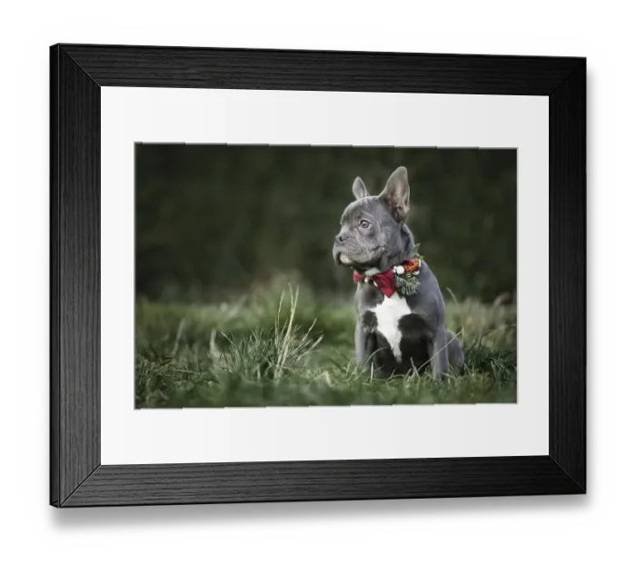 Framed Print : Beautiful young blue French Bulldog dog wearing seasonal Christmas collar with red bow tie on blurry green background