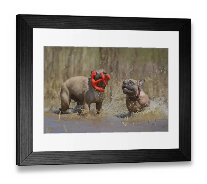 Framed Print : Two brown French Bulldog dogs having fun together playing fetch with a red anchor shaped dog toy together in big puddle