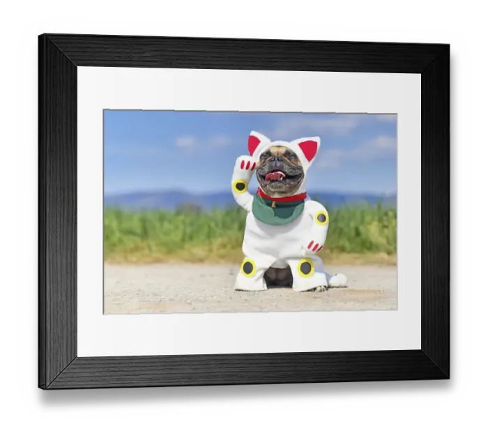 Framed Print : Happy smiling French Bulldog dog dressed up with traditional Japanese so called Maneki Neko winking lucky cat Halloween Framed Print : Happy smiling French Bulldog dog dressed up with traditional Japanese so called Maneki Neko winking lucky cat Halloween