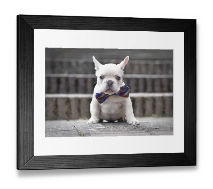Framed Print : Lilac fawn colored French Bulldog dog puppy with big smile with tongue out wearing a bow tie