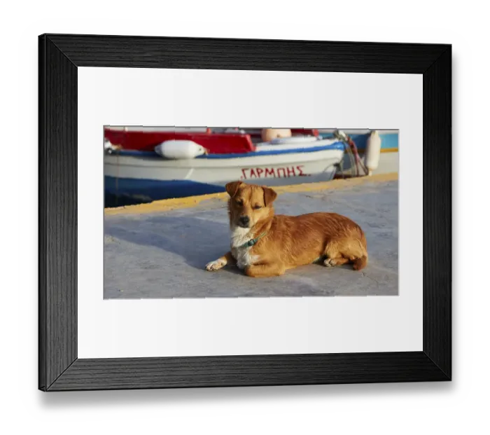 Framed Print : Evening light, brown dog (Canis), boat, harbour, Ammoudi, Oia, Santorini Island, Cyclades, Greece, Europe