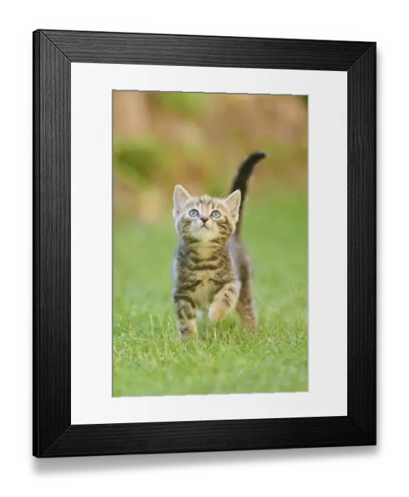 Framed Print : Bengal cat, domestic cat, kitten walking on a meadow Framed Print : Bengal cat, domestic cat, kitten walking on a meadow