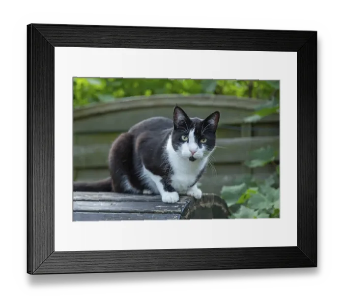 Framed Print : Portrait, black and white tomcat, Germany, Europe Framed Print : Portrait, black and white tomcat, Germany, Europe