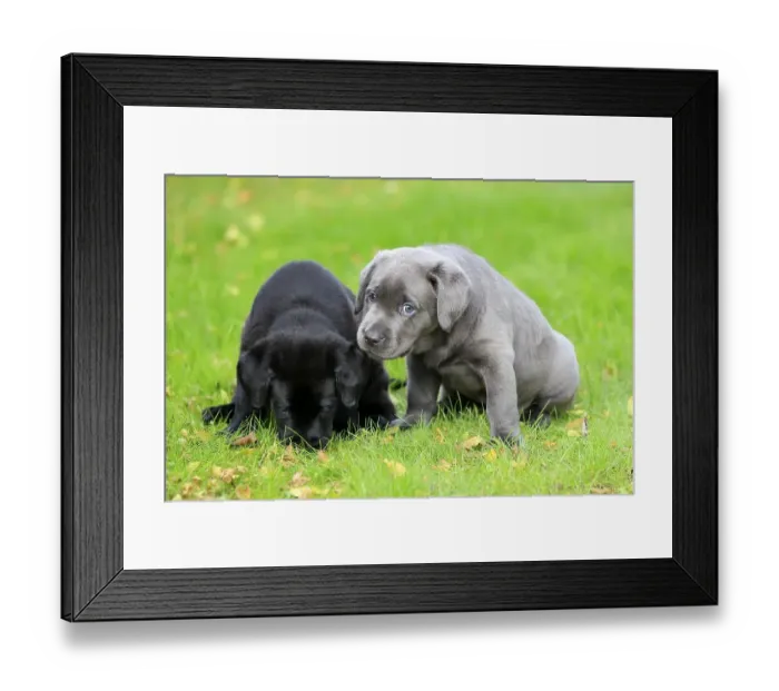 Framed Print : Labrador domestic dog (Canis lupus familiaris)