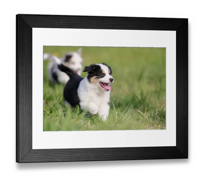 Framed Print : Miniature American Shepherd (Canis lupus familiaris) puppy