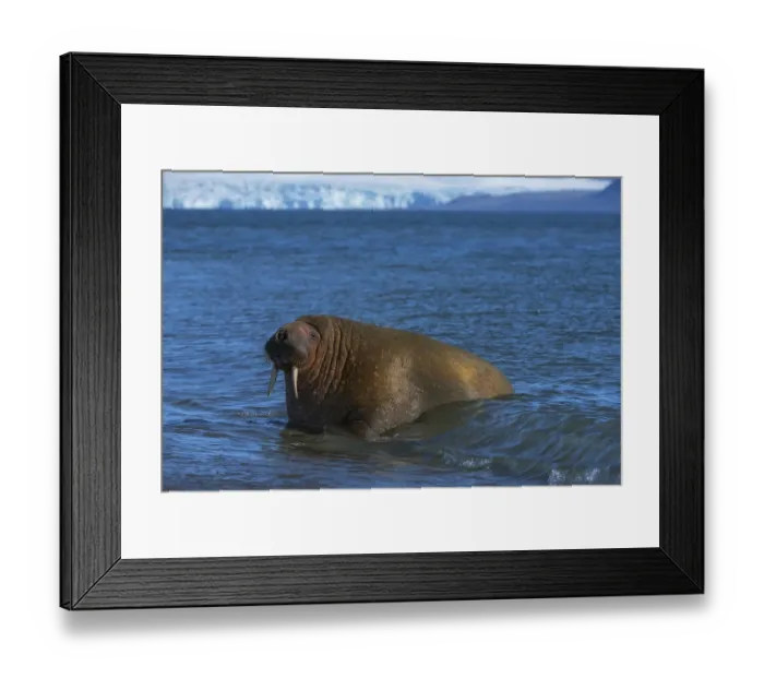 Framed Print : Walrus (Odobenus rosmarus) in water