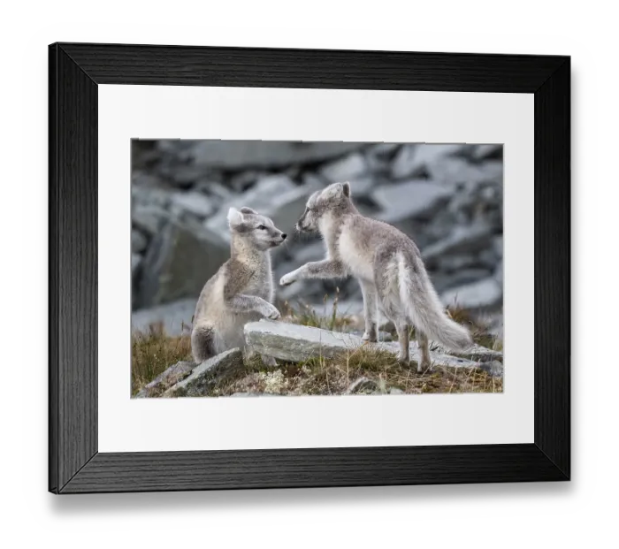 Framed Print : Two young arctic foxes (Vulpes lagopus) playing Framed Print : Two young arctic foxes (Vulpes lagopus) playing