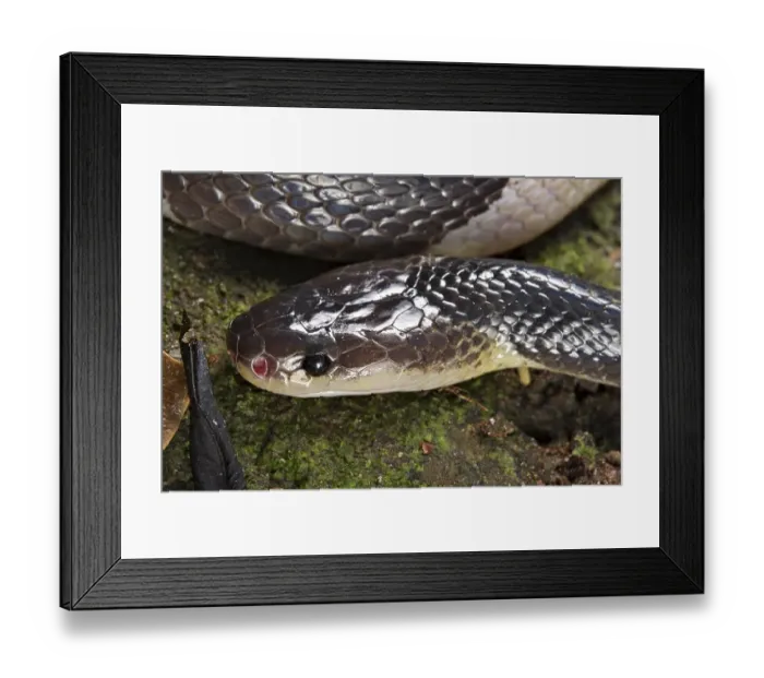 Framed Print : Malayan krait (Bungarus candidus), Thailand, Asia Framed Print : Malayan krait (Bungarus candidus), Thailand, Asia