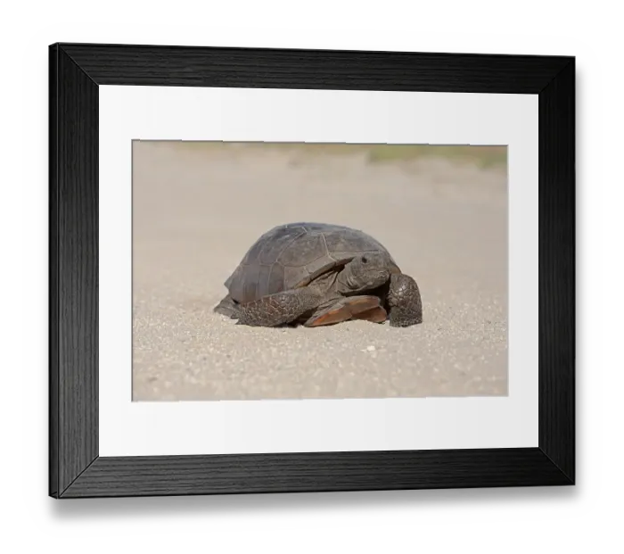 Framed Print : Gopher Tortoise (Gopherus polyphemus) Framed Print : Gopher Tortoise (Gopherus polyphemus)