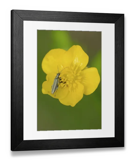 Framed Print : False Blister Beetle or Pollen-Feeding Beetle (Oedemera virescens) on a Tall Buttercup (Ranunculus acris)