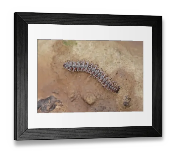 Framed Print : Flat-backed Millipede (Polydesmus angustus) Framed Print : Flat-backed Millipede (Polydesmus angustus)