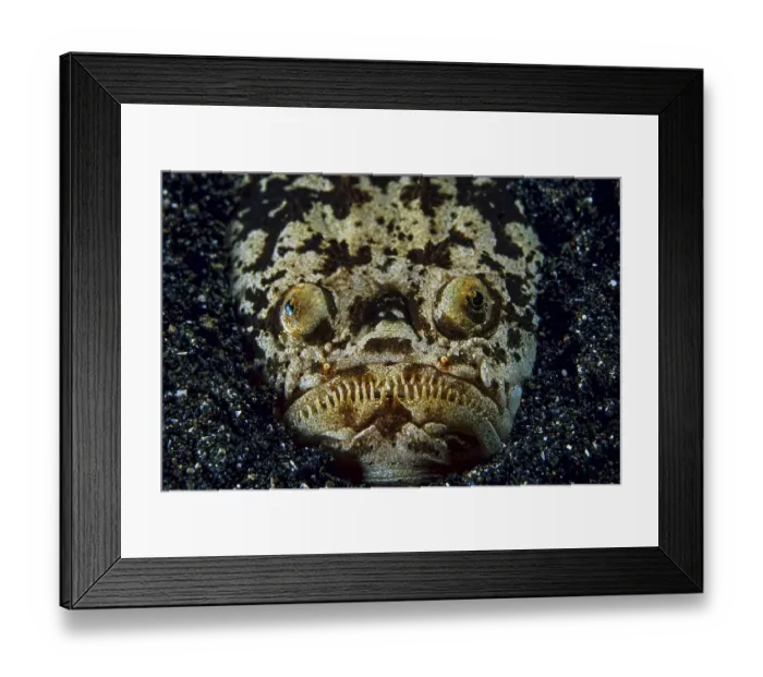Framed Print : Marbled stargazer, (Uranoscopidea) Framed Print : Marbled stargazer, (Uranoscopidea)