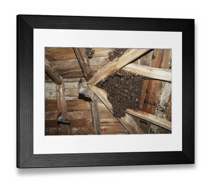 Framed Print : Geoffroy's bats (Myotis emarginatus) Framed Print : Geoffroy's bats (Myotis emarginatus)