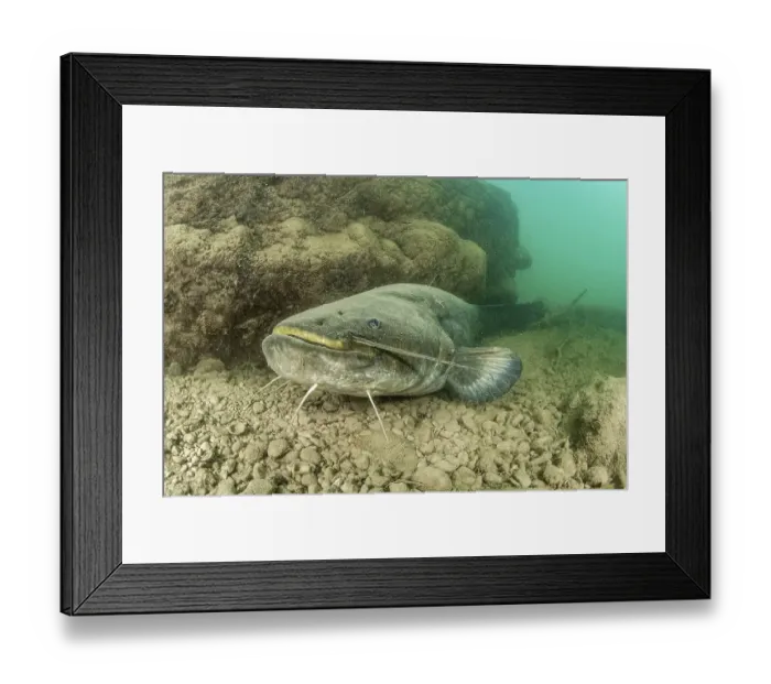 Framed Print : Wels catfish (Silurus glanis), in the Lez river, Montpellier, France, Europe