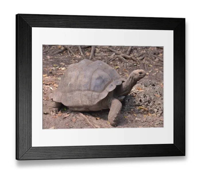 Framed Print : Aldabra Giant Tortoise (Aldabrachelys gigantea)