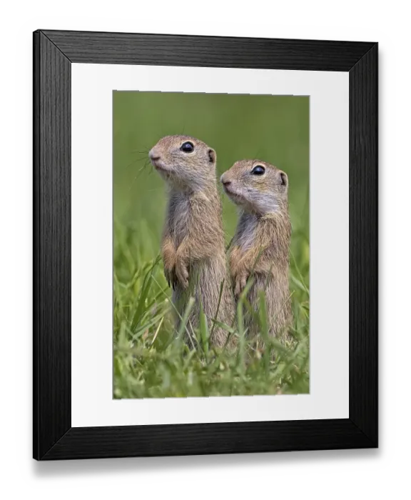 Framed Print : European ground squirrel (Spermophilus citellus) curious standing