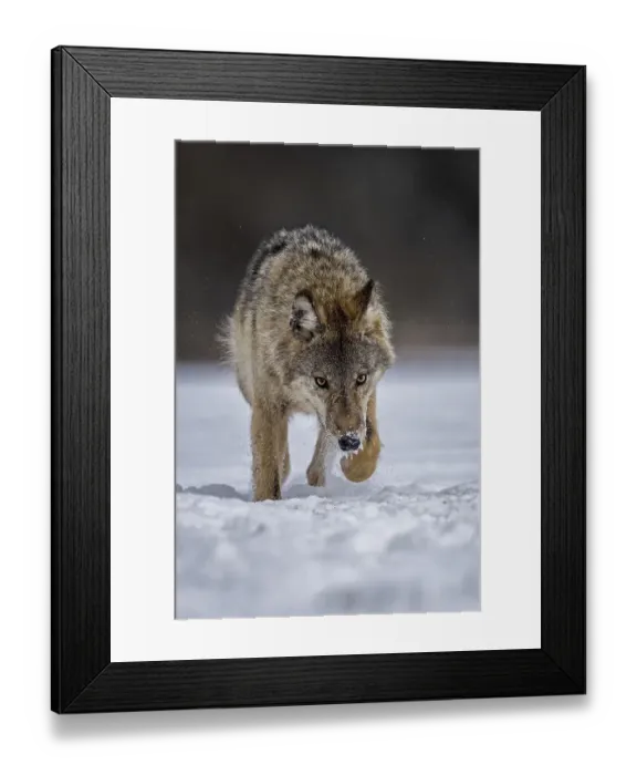 Framed Print : Gray wolf (Canis lupus) free and wild