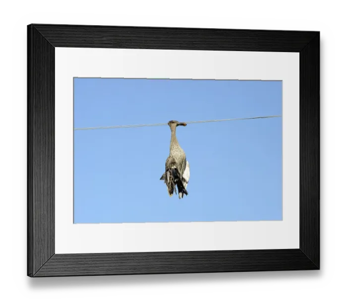 Framed Print : Dead duck hanging on a power line Framed Print : Dead duck hanging on a power line