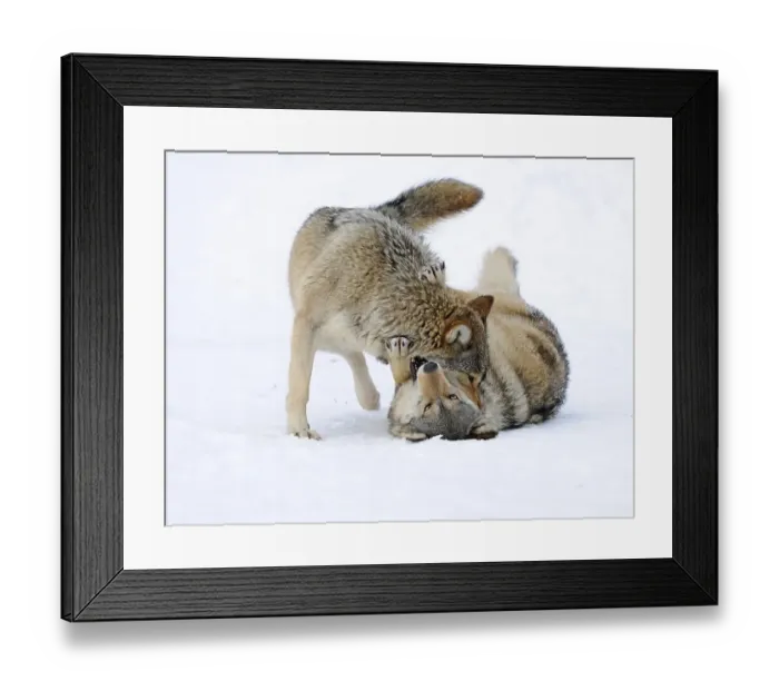 Framed Print : Fighting, playing wolves, cub, Mackenzie Wolf Framed Print : Fighting, playing wolves, cub, Mackenzie Wolf