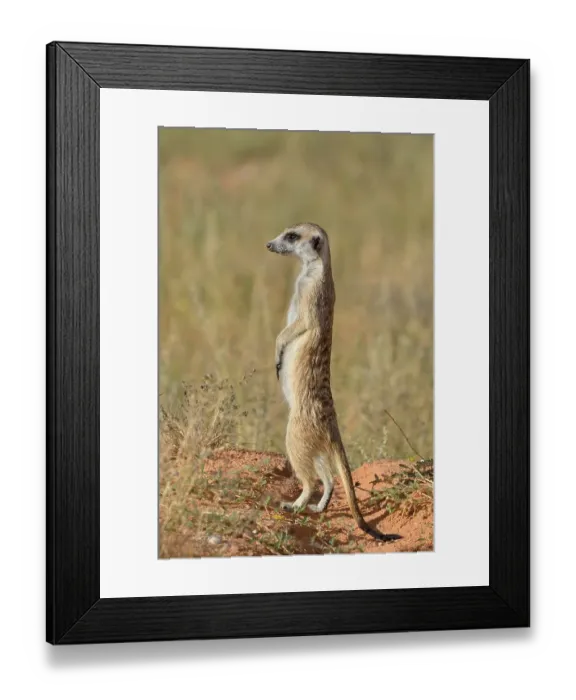 Framed Print : Meerkat (Suricata suricatta), adult standing on a sandy mound Framed Print : Meerkat (Suricata suricatta), adult standing on a sandy mound