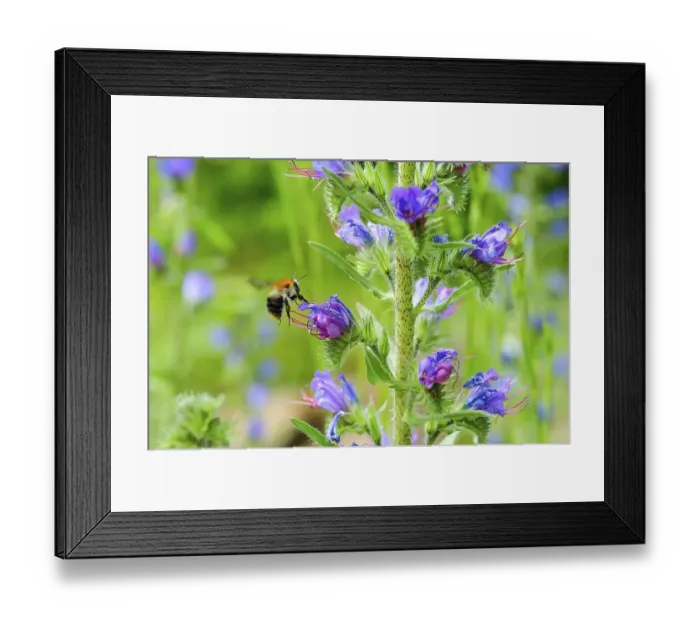 Framed Print : Common viper's bugloss (Echium vulgare) with garden bumblebee (Bombus hortorum) flying