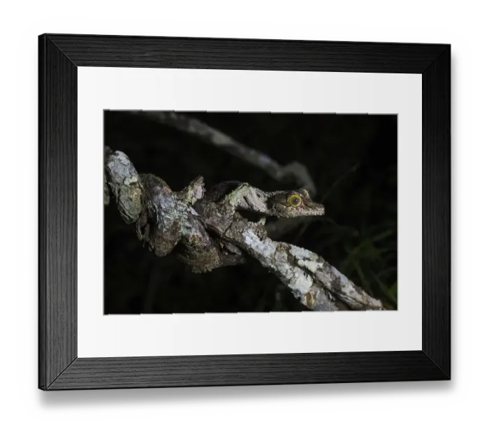 Framed Print : Mossy leaf-tailed gecko (Uroplatus sikorae) Framed Print : Mossy leaf-tailed gecko (Uroplatus sikorae)