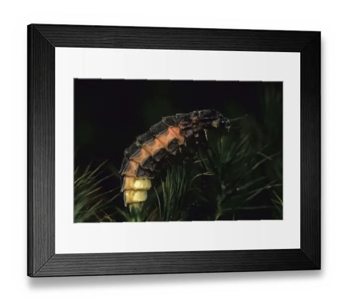 Framed Print : Common Glow-worm (Lampyris noctiluca), female