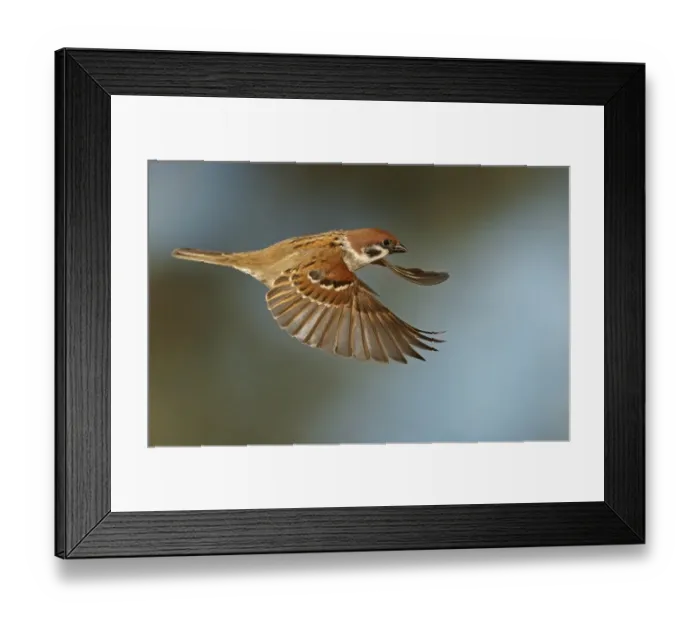 Framed Print : Eurasian Tree Sparrow (Passer montanus) in flight