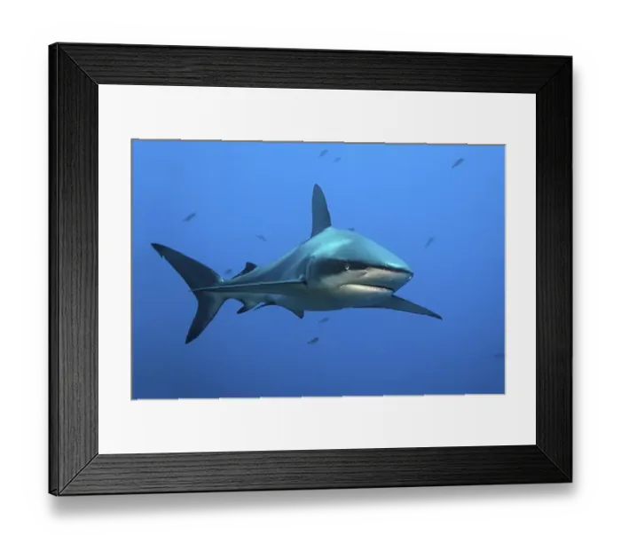Framed Print : Galapagos shark (Carcharhinus galapagensis) swimming in the ocean