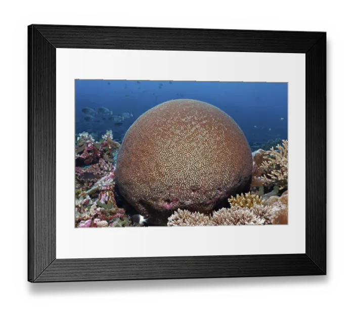 Framed Print : Stony coral (Platygyra pini), Indian Ocean Framed Print : Stony coral (Platygyra pini), Indian Ocean