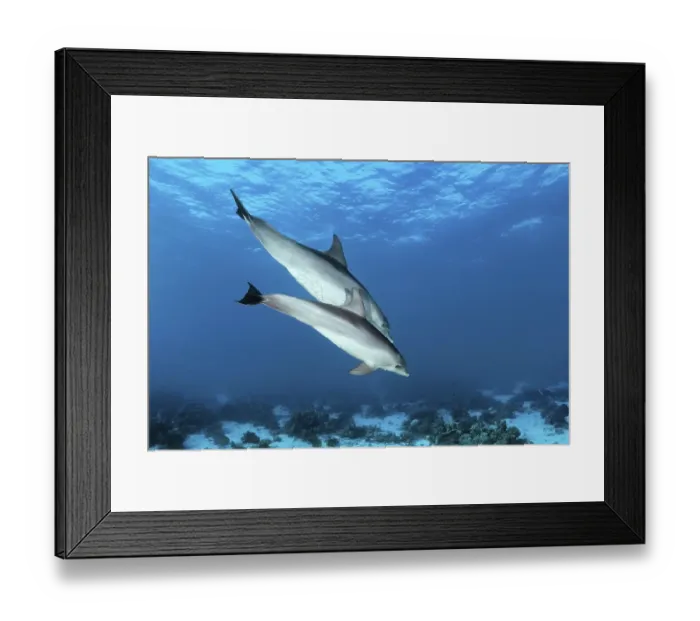 Framed Print : Two bottlenose dolphin (Tursiops truncatus)