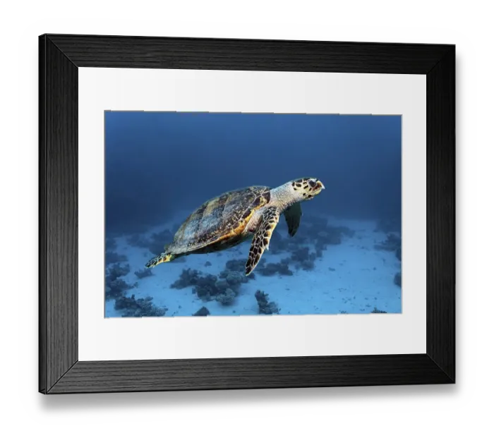 Framed Print : Hawksbill sea turtle (Eretmochelys imbricata) Framed Print : Hawksbill sea turtle (Eretmochelys imbricata)