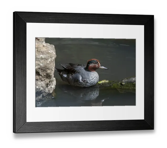 Framed Print : Eurasian Teal (Anas crecca), Bavarian Forest National Park