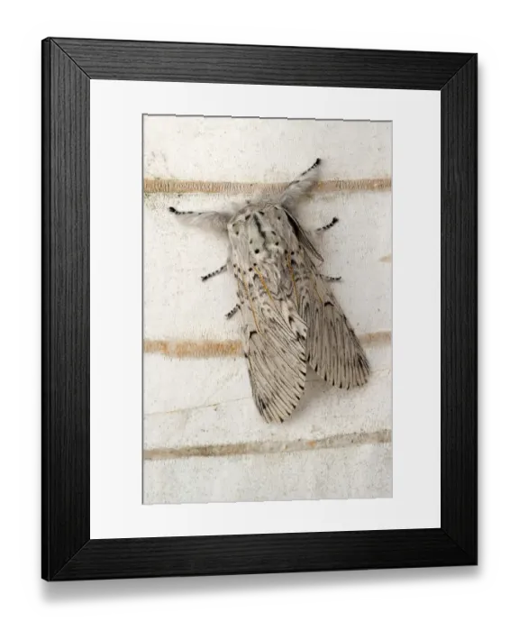 Framed Print : Puss Moth (Cerura vinula), Perktoldsdorf Framed Print : Puss Moth (Cerura vinula), Perktoldsdorf